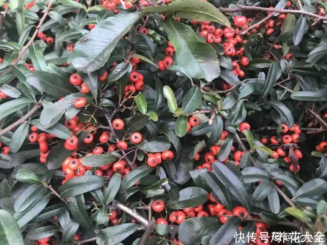 农村当柴烧的花，原来可以当盆景，给一千块也不卖