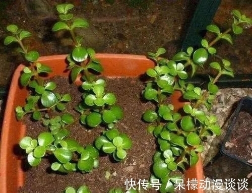 土壤|金枝玉叶如何养好?做好这关键几点,开出灿烂的花朵