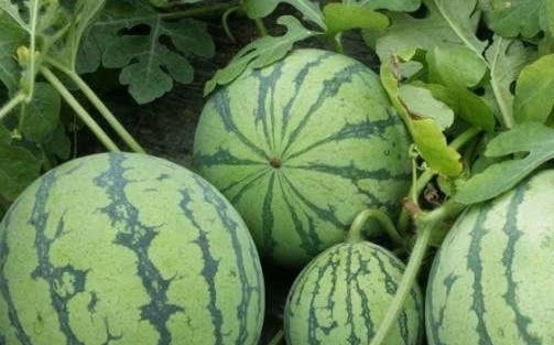 夏天又到了吃西瓜的季节，教你3个小窍门，挑选最甜爽的麒麟西瓜