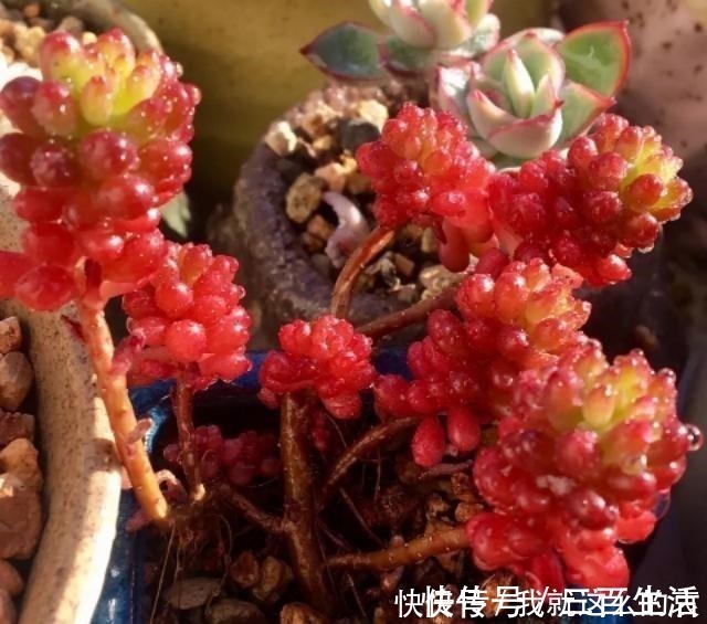 夏季|夏天养多肉,有2点容易被忽视,做好了个个长得胖,有精神!