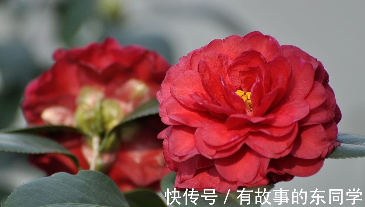 养护|八月养茶花，学会正确养护方法，冬季开花又多又鲜艳