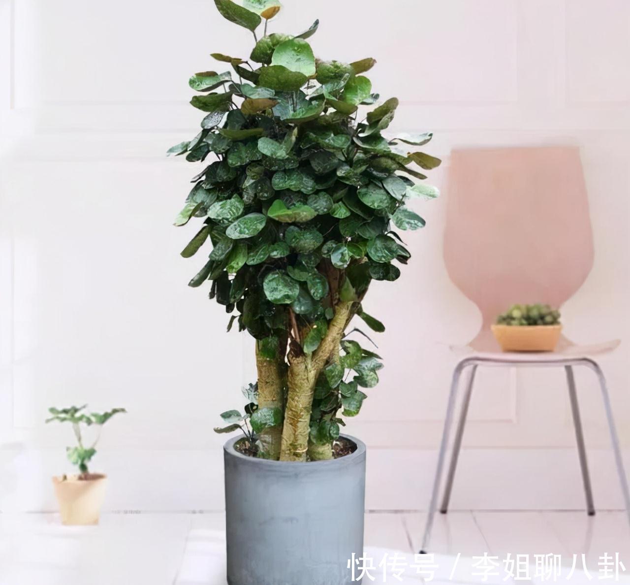 农历九月十八霜降后,养什么花?家里养3种花,健康如意身心同康