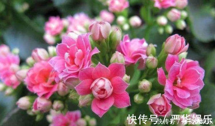 蝴蝶兰|4种花养家里，福旺运旺财更旺，开起花来“拦”不住，美不胜收