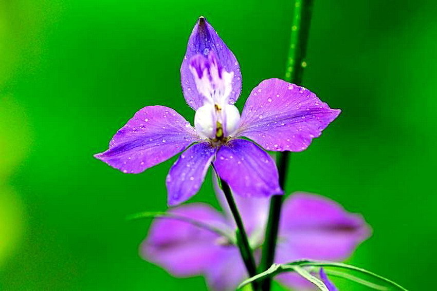 此花美丽且有韵味，好像一群小鸟在挥动翅膀，象征着幸福的环绕