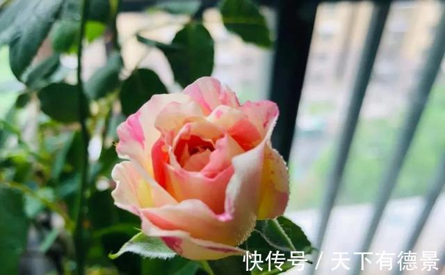 阳台上|养月季多年,筛选出8种灌木月季,适合阳台栽培,开花能力好