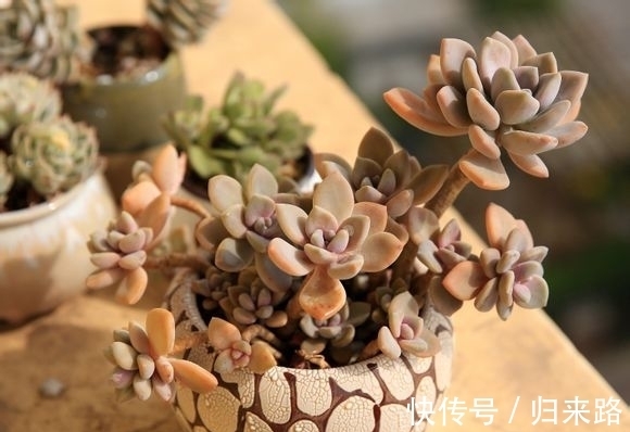 叶片|怕多肉冬季休眠该怎么办?盆栽这6样,耐寒好养,天冷不受影响