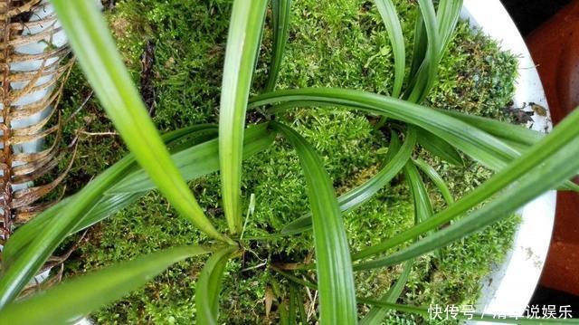 兰花少不了“苔藓”，快铺一层“水苔”，小嫩芽蹭蹭冒太喜人了