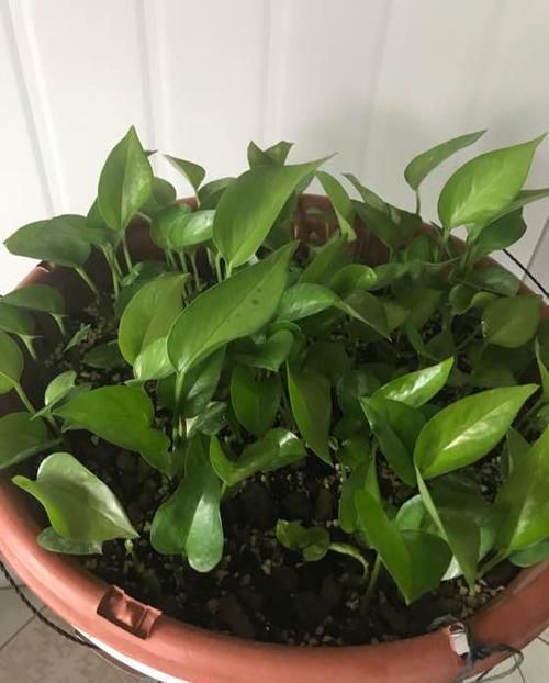 油绿|养文竹绿萝,“1种”颗粒撒盆里,叶子油绿一整年,越长越旺