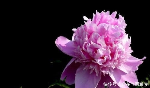 景点|芍药花开的季节,有哪些景点可以看到?芍药的寓意!