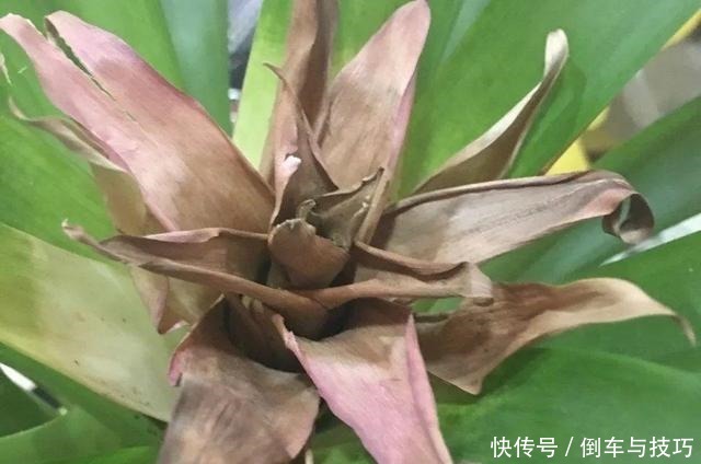 8种花,开完花别急着丢,剪一刀还能继续开!