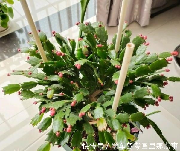 有3种垃圾是蟹爪兰的“最爱”，丢点在盆里，花芽蹭蹭冒，狂开花！