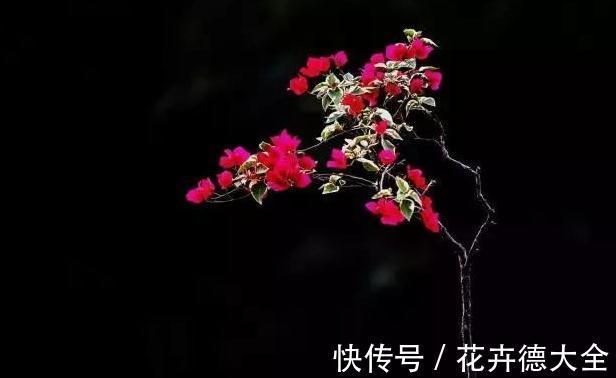 栽植|网上关于三角梅栽植的几个误传,介绍栽种三角梅的几个细节