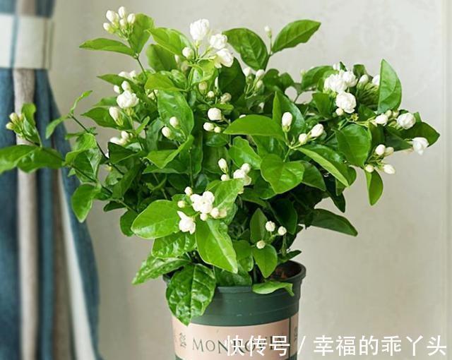 农历十一月大雪过后,养什么花?家里养3种花,富贵安康吉祥如意
