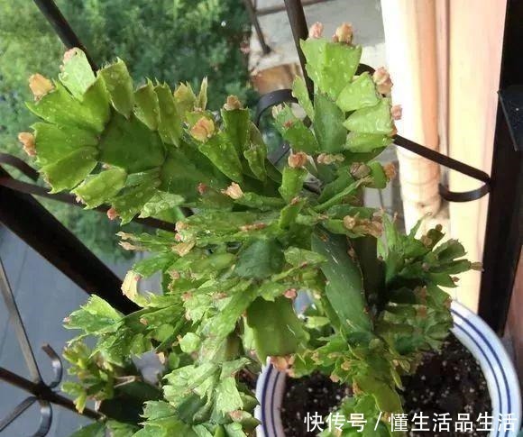 蟹爪兰“软趴趴”像霜打了一样,因为犯了1个大错,赶紧改来得及!