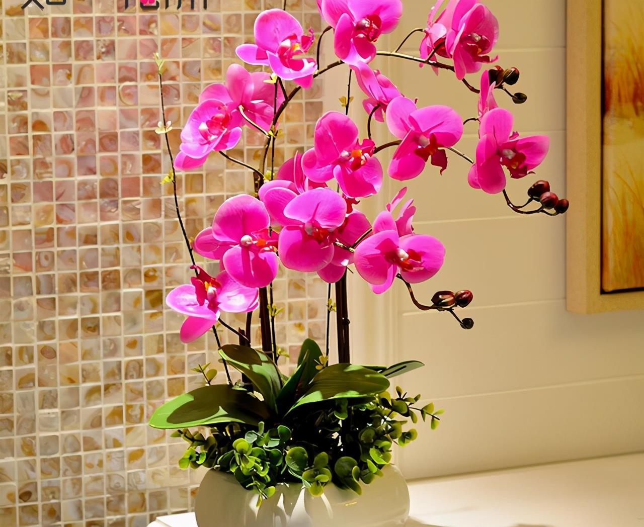 7种紧俏年宵花,个个都有“小脾气”,伺候好了,红红火火开一冬