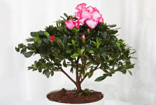 叶子|茶花和杜鹃花有“四怕三要”，弄清楚，叶子就不会发黄掉落了