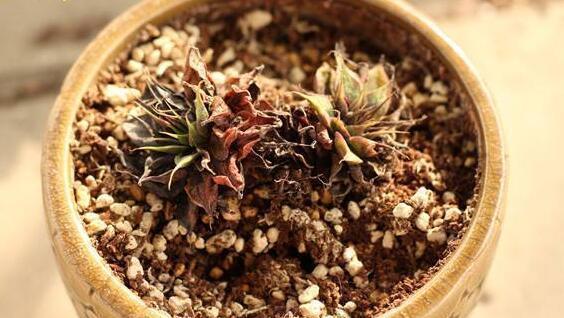  正午|多肉度夏8大死亡原因，不知道，你的多肉就危险了！