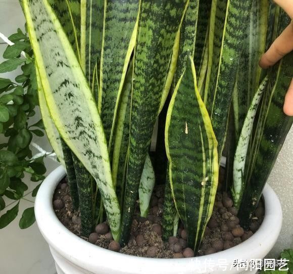 花土|超级好养的虎皮兰，20天浇一次水，新叶子猛蹿，长满花盆了