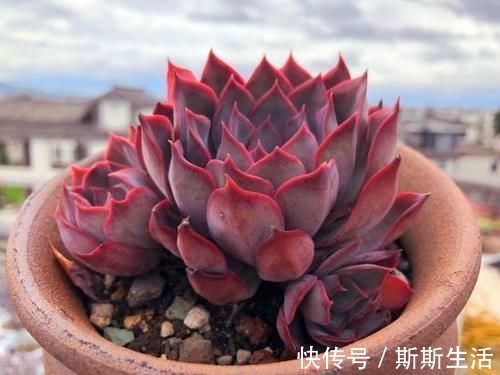 封闭阳台养什么多肉最合适,老花友诚心推荐这12款,省心又漂亮