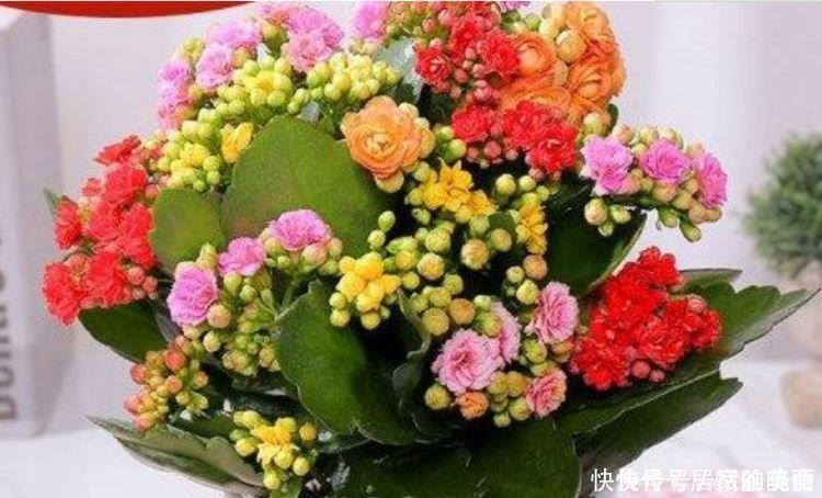 家养这些植物,阳台开出花海,开花美长势旺,黄绿交辉,内敛美