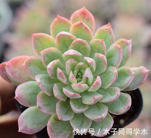叶片|养一颗秋宴,赴一场秋季的多肉视觉盛宴