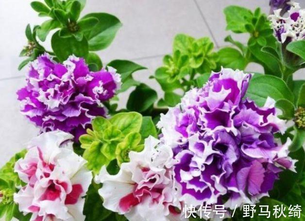 水果香|阳台养上“4种花”,花色多、花期长,美得倾国倾城,绚丽多彩