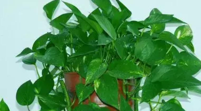 复合肥|绿萝生长慢吞吞,给它喂几个小颗粒,绿萝变成“大瀑布”