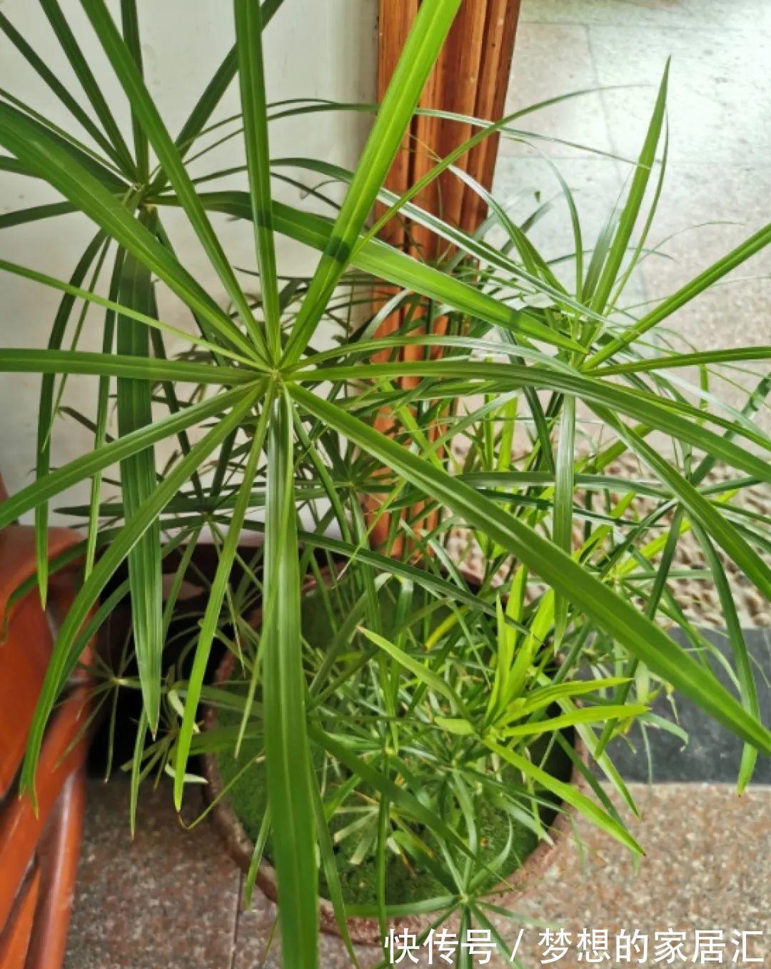 10种花太能喝水，一天一瓢水，7天爆满缸