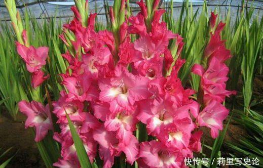 颜值超高的花卉，好养易爆盆，花大多又艳