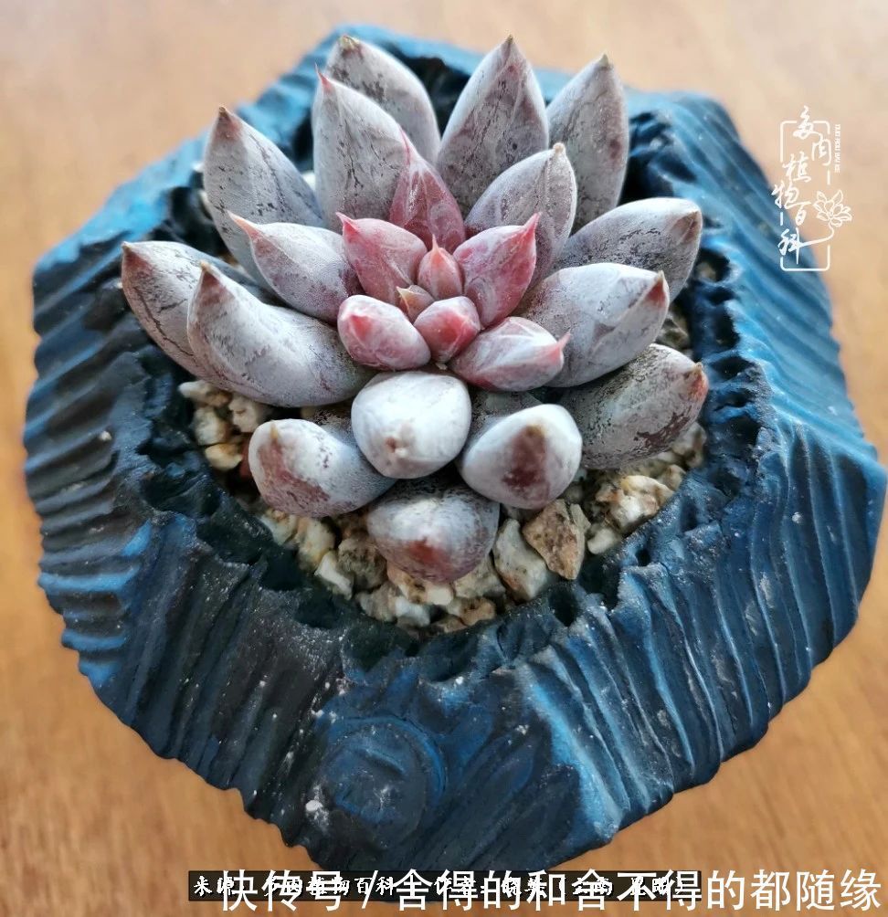 生活的本质就是爱,喜悦,和平!养多肉的快乐是金钱买不到的!
