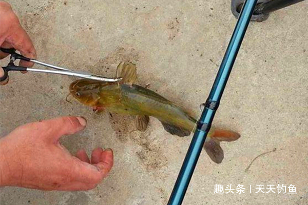 夏天钓黄鸭叫，就用这种钓法，省事省力，收获有保证！