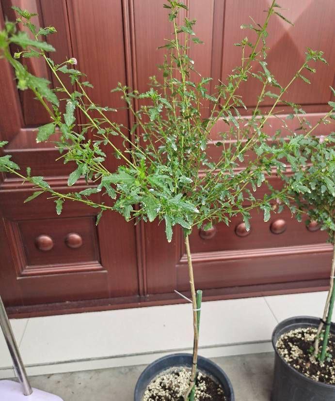 小木槿|养好小木槿,做到3点,花期更长了,侧枝多花量大美美哒