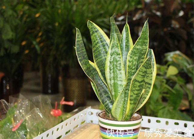 虎皮兰有“2喜2怕”，难怪不爱长侧芽，赶紧纠正