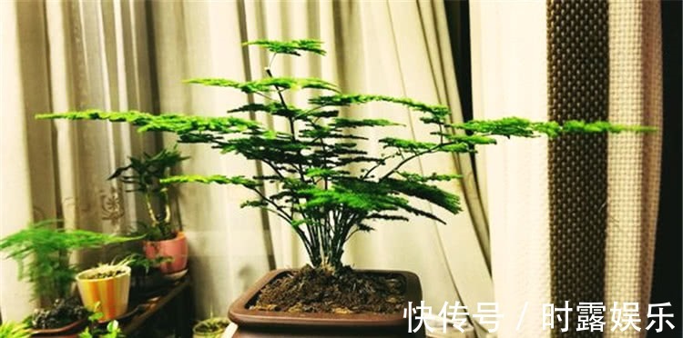 文竹修剪，牢记4个要领，文竹蹭蹭长不停，郁郁葱葱，绿油油！