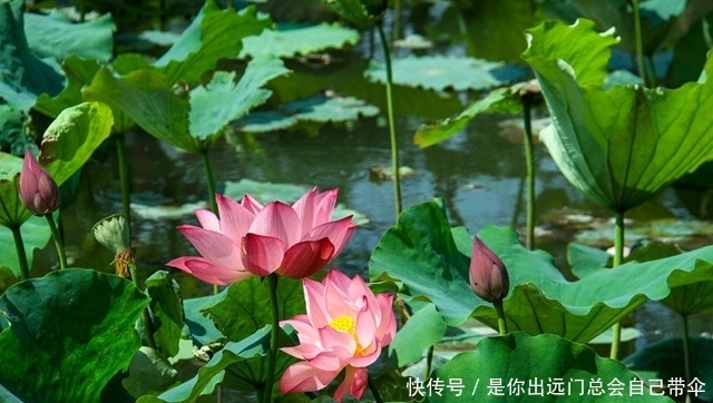 盘点苏州园林八类观赏植物，读懂了，庭院植物搭配小菜一碟！