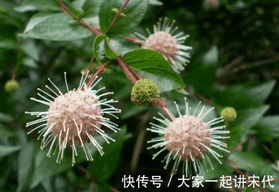 益母草|农村墙角的一些野菜,常食用能预防高血压高血脂等疾病