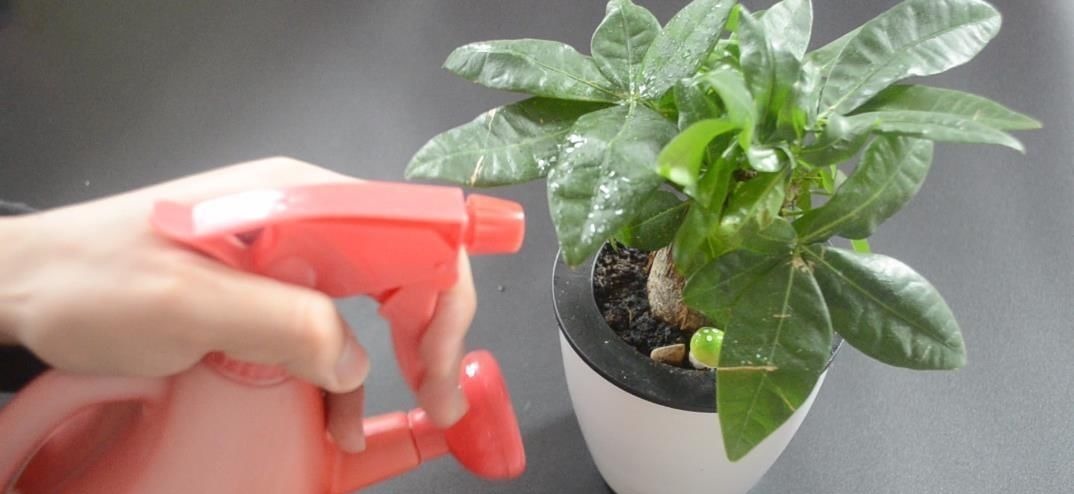 花盆里放瓣大蒜, 没想到作用这么大, 看完你会感谢我的