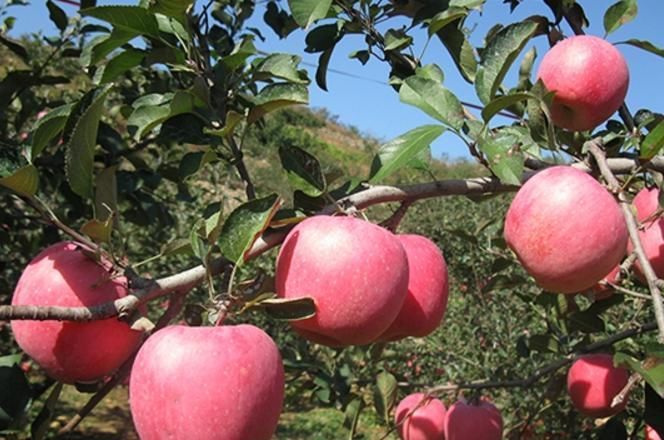 肝脏|想长寿先排毒,常吃3种食物,促进肝脏解毒,增强体质不生病