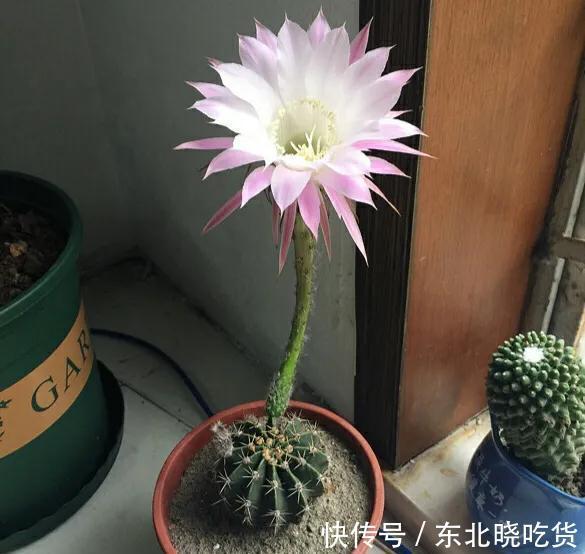 懒人养花必备清单，太阳花没上榜，仙人球反而霸占榜首