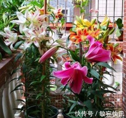 家里养此款花卉,便宜又好养,好养易爆盆,惊艳如花球,美翻了