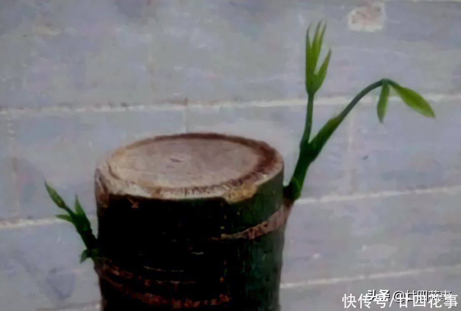 实用|发财树枝叶少不要急，用个小妙招，轻松“爆芽”，简单实用