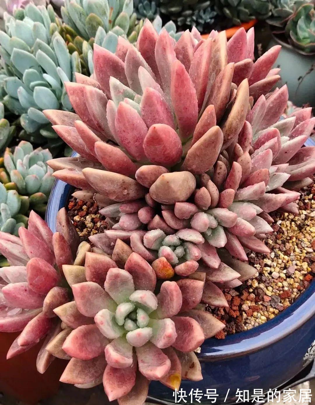 多肉|给花赶紧摘叶子,掐光后别浇水,立马又冒10个芽