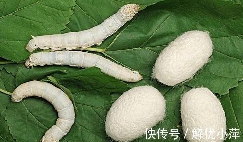 双关#无名氏的两首情诗,谐音双关,质朴生动,更令人赞赏不已