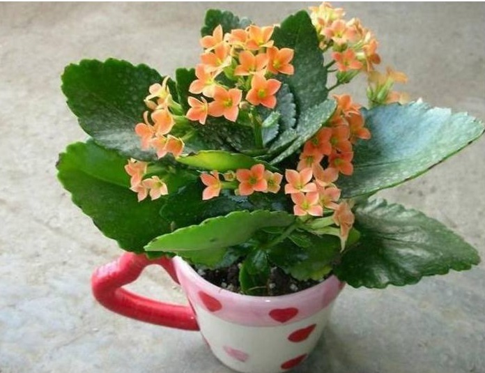 花店老板不会告诉你以下几种花叶子沾土就生根，养1盆可变多盆