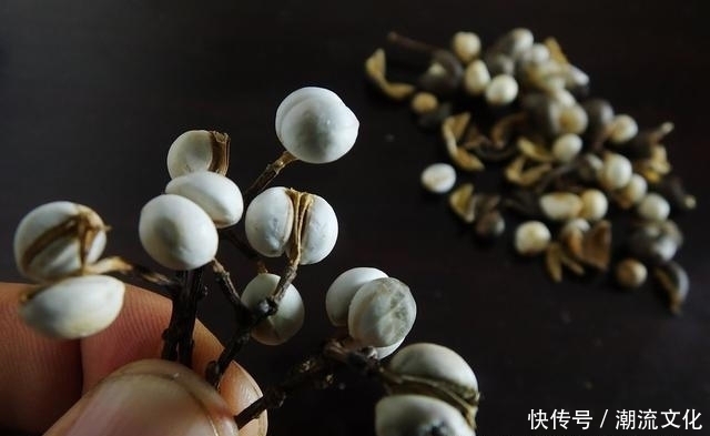喝水|胃不好的人,喝水时放3粒,杀菌养胃,幽门螺杆菌“一扫而光”