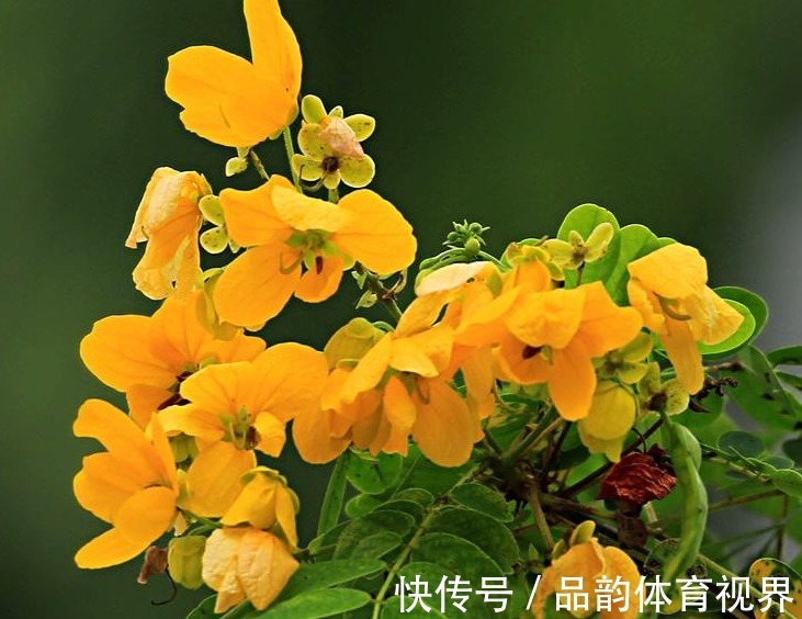 此花花色金黄灿烂,发出明亮而璀璨的光芒,具有与人为善的寓意