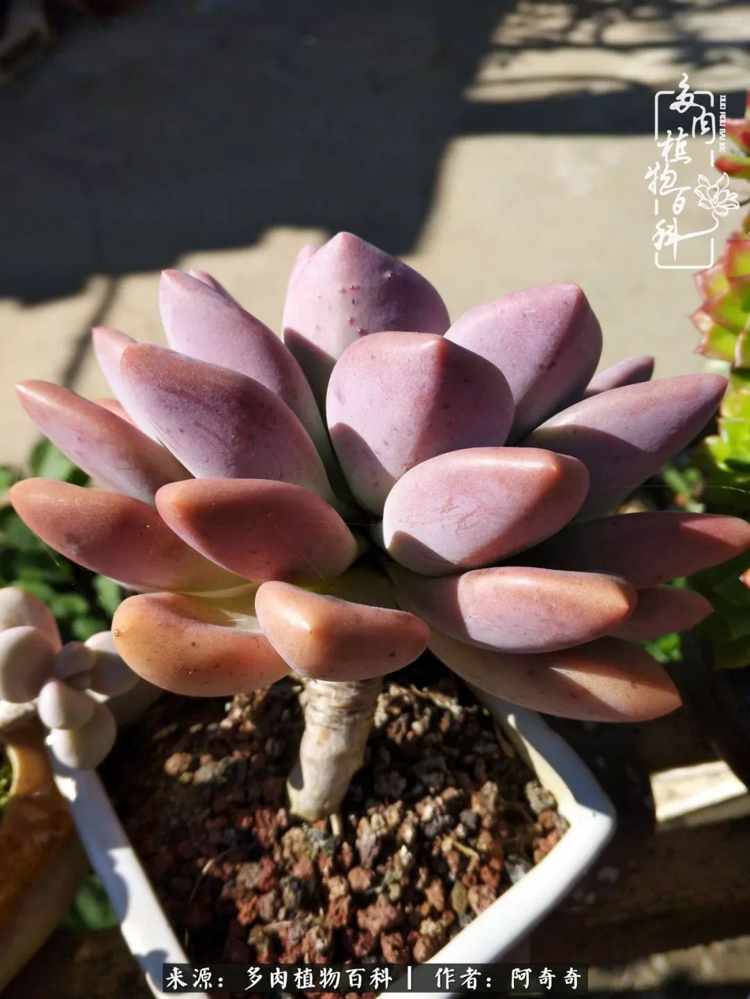 静心养多肉，只是为了在成人的世界里随波不逐流！