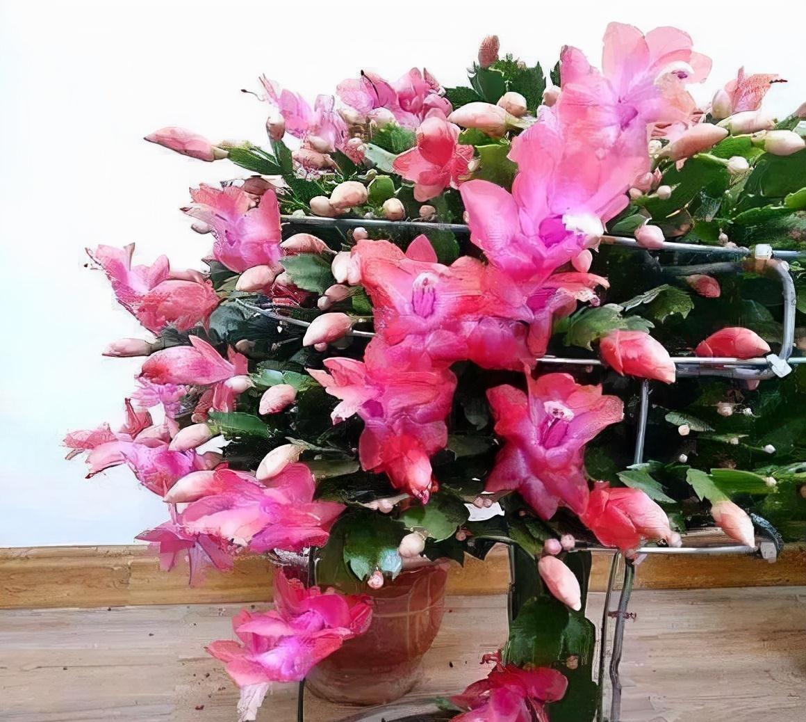 长寿花|冬季花卉花期后怎么养?喂1粒牙药,枝叶、花苞猛窜到春节