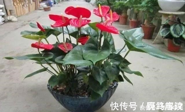 什么啤酒、淘米水，在“它”面前弱爆了！用它浇花，浇什么活什么！