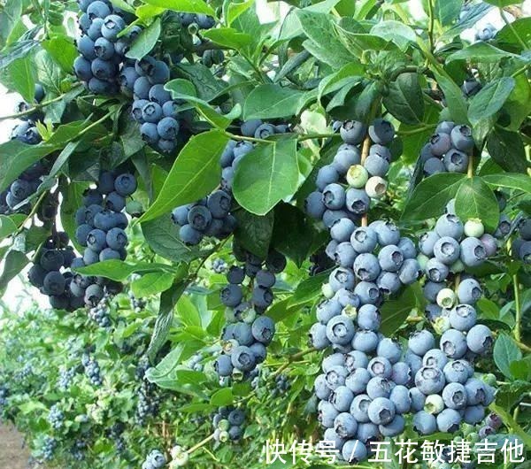 养1盆“耐寒”果树,枝头结满“蓝果子”,年年都能摘鲜甜水果!